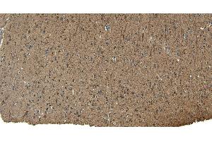 ABIN185521 (8 μg/mL) staining of paraffin embedded Human Cortex.