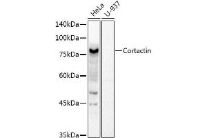 Western blot analysis of extracts of various cell lines, using Cortactin Rabbit pAb antibody (ABIN6127722, ABIN6139243, ABIN6139244 and ABIN6221478) at 1:1000 dilution. (Cortactin anticorps  (AA 214-513))