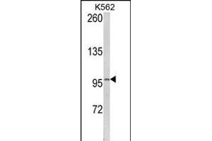 Western blot analysis of LPIN2 Antibody (Center) (ABIN652523 and ABIN2842351) in K562 cell line lysates (35 μg/lane). (Lipin 2 anticorps  (AA 262-288))