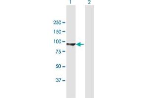Western Blot analysis of DLG3 expression in transfected 293T cell line by DLG3 MaxPab polyclonal antibody. (DLG3 anticorps  (AA 1-817))