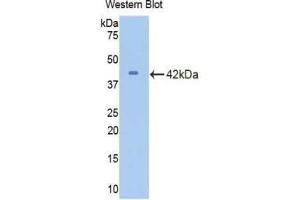 Western blot analysis of recombinant Mouse CDK2. (CDK2 anticorps  (AA 5-346))