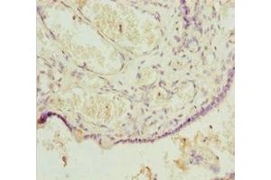 Immunohistochemistry of paraffin-embedded human placenta tissue using ABIN7164067 at dilution of 1:100 (POU4F3 anticorps  (AA 1-180))