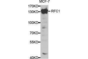 Western blot analysis of extracts of MCF-7 cells, using RFC1 antibody. (RFC1 anticorps)