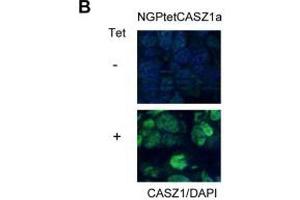 Immunofluorescence results of Rabbit Anti-CASZ1 Antibody. (CASZ1 anticorps  (Internal Region))