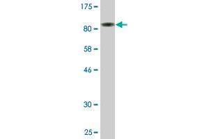Western Blot detection against Immunogen (82. (PDZK1 anticorps  (AA 1-519))