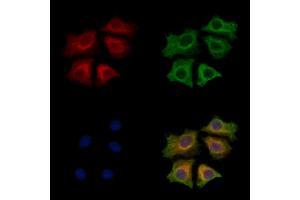 ABIN7094001 and ABIN7098045 staining HepG2 cells by IF/ICC. (SPRR3 anticorps  (Internal Region))