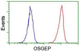 Image no. 3 for anti-O-Sialoglycoprotein Endopeptidase (OSGEP) (AA 1-335) antibody (ABIN1490751) (OSGEP anticorps  (AA 1-335))