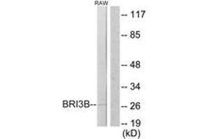 Western blot analysis of extracts from RAW264. (BRI3BP anticorps  (AA 1-50))