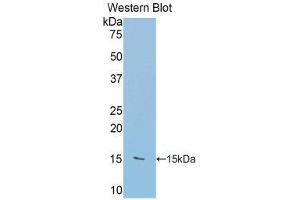 Western Blotting (WB) image for anti-RalA Binding Protein 1 (RALBP1) (AA 403-499) antibody (ABIN1860398)