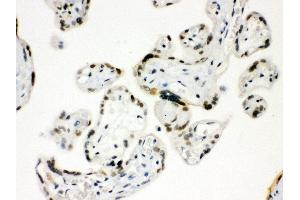 Anti- SP5 Picoband antibody, IHC(P) IHC(P): Human Placenta Tissue