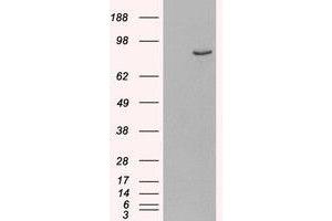 Image no. 2 for anti-phosphodiesterase 4B, cAMP-Specific (PDE4B) (C-Term) antibody (ABIN374649) (PDE4B anticorps  (C-Term))