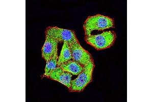 Immunofluorescence analysis of Hela cells using TRIM29 mouse mAb (green). (TRIM29 anticorps  (AA 451-588))