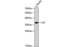 Western blot analysis of extracts of HepG2 cells using FST Polyclonal Antibody. (Follistatin anticorps)
