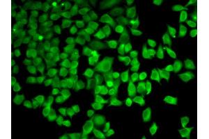 Immunofluorescence analysis of HeLa cell using PRKAA1 antibody.
