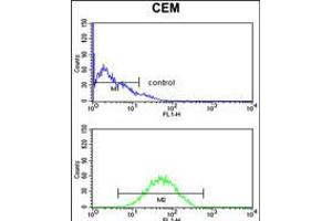 Flow cytometry analysis of CEM cells (bottom histogram) compared to a negative control cell (top histogram). (CNDP1 anticorps  (C-Term))