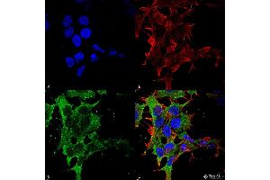 Immunocytochemistry/Immunofluorescence analysis using Mouse Anti-GABA-B Receptor 2 Monoclonal Antibody, Clone S81-2 .