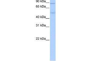 ALDH1L1 antibody used at 0. (ALDH1L1 anticorps  (Middle Region))