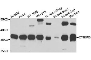 Western blot analysis of extracts of various cells, using CYB5R3 antibody. (CYB5R3 anticorps)
