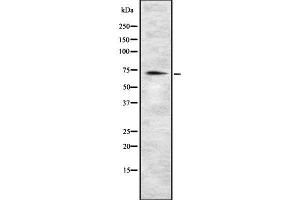Western blot analysis of MIC1 using HeLa whole cell lysates (C18orf8 anticorps  (C-Term))