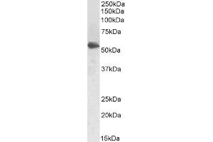 ABIN5539740 (1µg/ml) staining of Human Testes lysate (35µg protein in RIPA buffer). (LCAT anticorps  (AA 366-378))