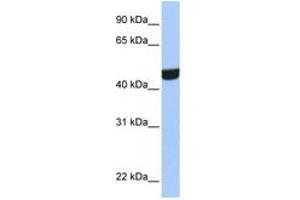 Image no. 1 for anti-Zinc Finger Protein 550 (ZNF550) (AA 130-179) antibody (ABIN6744477) (ZNF550 anticorps  (AA 130-179))
