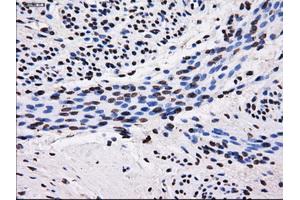 Immunohistochemistry (IHC) image for anti-Sorbitol Dehydrogenase (SORD) antibody (ABIN1501077) (SORD anticorps)