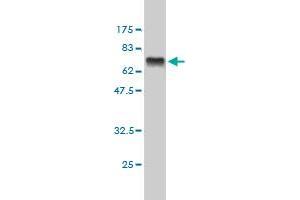 Western Blot detection against Immunogen (72. (CTBP1 anticorps  (AA 1-429))