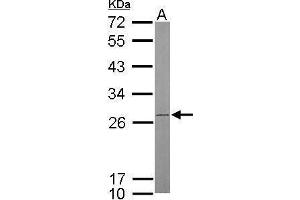 WB Image Sample (50 ug of whole cell lysate) A: mouse brain 12% SDS PAGE antibody diluted at 1:500 (ATP Synthase B1 (Center) anticorps)