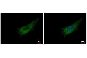 ICC/IF Image Pleckstrin antibody [C2C3], C-term detects PLEK protein at cytoplasm by immunofluorescent analysis. (Pleckstrin anticorps  (C-Term))
