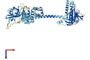 AlphaFold protein structure predicition of Human Recombinant GUCY1B1 Protein, UniprotID Q02153