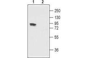 Western blot analysis of TRPV1 in rat DRG: - 1. (TRPV1 anticorps  (3rd Extracellular Loop, Cys616))