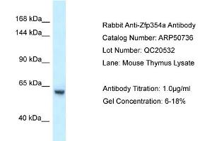 WB Suggested Anti-Zfp354a Antibody   Titration: 1. (ZNF354A anticorps  (C-Term))