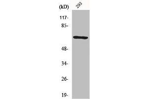 Western Blot analysis of 293 cells using PAF65α Polyclonal Antibody (TAF6L anticorps  (N-Term))