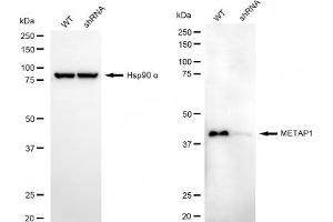 Western blotting analysis using METAP1 antibody (ABIN7799383). (METAP1 anticorps)
