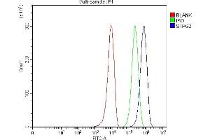 Flow Cytometry analysis of 293T cells using anti-STPG2 antibody (ABIN7601579). (STPG2 anticorps  (AA 39-399))
