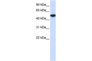 Western Blotting (WB) image for anti-COP9 Constitutive Photomorphogenic Homolog Subunit 2 (Arabidopsis) (COPS2) antibody (ABIN2460888) (COPS2 anticorps)