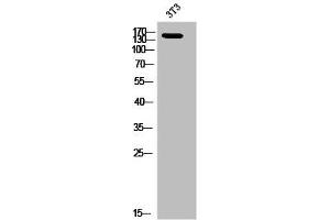 Western Blot analysis of 3T3 cells using Phospho-Ron (S1394) Polyclonal Antibody (MST1R anticorps  (pSer1394))