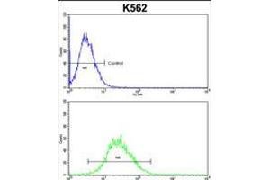Flow cytometric analysis of k562 cells (bottom histogram) compared to a negative control cell (top histogram). (EN2 anticorps  (C-Term))