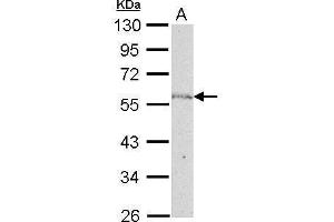 WB Image NUP50 antibody [C3], C-term detects NUP50 protein by Western blot analysis. (NUP50 anticorps  (C-Term))