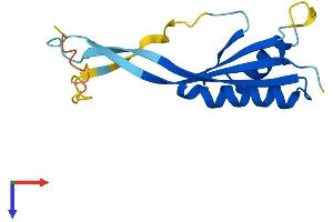 AlphaFold protein structure predicition of Mouse Recombinant Pop7 Protein, UniprotID Q9DCH2