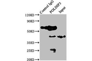 Immunoprecipitating POLDIP3 in Jurkat whole cell lysate Lane 1: Rabbit control IgG instead of ABIN7163852 in Jurkat whole cell lysate. (POLDIP3 anticorps  (AA 100-221))