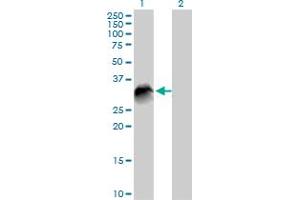 Western Blot analysis of VTI1B expression in transfected 293T cell line by VTI1B MaxPab polyclonal antibody. (VTI1B anticorps  (AA 1-232))