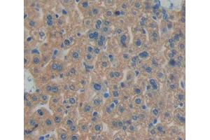 Used in DAB staining on fromalin fixed paraffin- embedded liver tissue