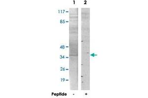 Western blot analysis of extracts from HT-29 cells, using PMEPA1 polyclonal antibody . (PMEPA1 anticorps)