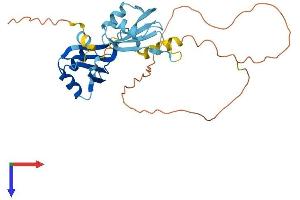 AlphaFold protein structure predicition of Mouse Recombinant Hnrnpdl Protein, UniprotID Q9Z130
