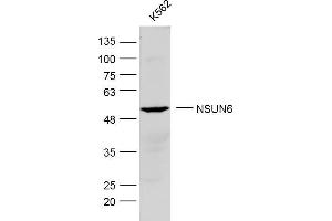 K562 lysates probed with NSUN6 Polyclonal Antibody, Unconjugated  at 1:300 dilution and 4˚C overnight incubation.