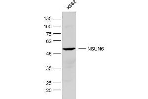 K562 lysates probed with NSUN6 Polyclonal Antibody, Unconjugated  at 1:300 dilution and 4˚C overnight incubation.