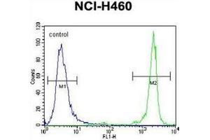 Flow cytometric analysis of NCI-H460 cells using GDF15 Antibody (N-term) Cat.