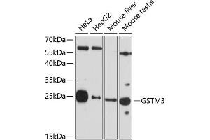 Western blot analysis of extracts of various cell lines, using GSTM3 antibody (ABIN6131967, ABIN6141470, ABIN6141471 and ABIN6223605) at 1:3000 dilution. (GSTM3 anticorps  (AA 101-225))