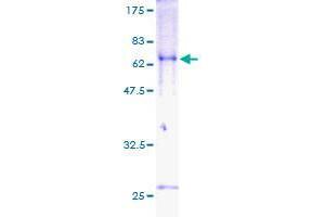 Image no. 1 for Transducer of ERBB2, 2 (TOB2) (AA 1-344) protein (GST tag) (ABIN1323316) (TOB2 Protein (AA 1-344) (GST tag))